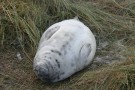 Fast Asleep Seal Pup